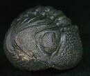Wide Enrolled Phacops Trilobite - Mrakib, Morocco #11011-6